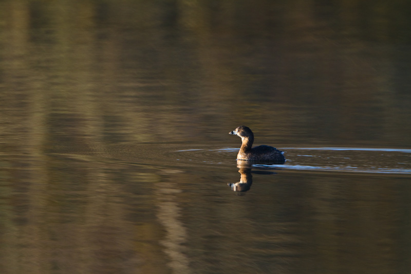 Pied-Billed Grebe